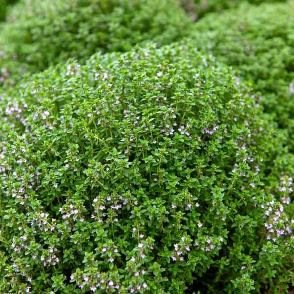 Aromatiques - Thym ordinaire - face recto